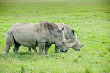 Two rhinos in wild nature, Kenya, Africa