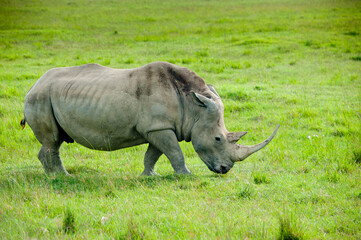 Obraz premium A rhino, Kenya