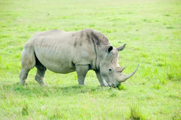 Foto op Plexiglas A rhino, Kenya © E.O.