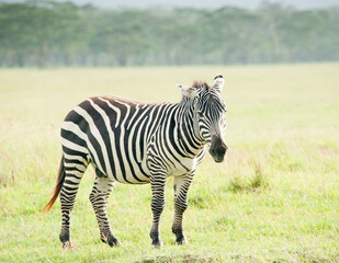Naklejka premium Zebra in wild nature, Kenya, Africa
