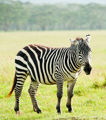 Fototapeta na wymiar Zebra, Kenya, Africa