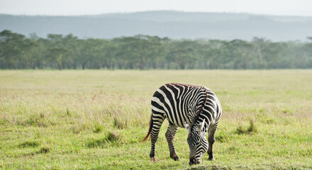 Fototapeta na wymiar Zebra in wild nature. Kenya. Africa