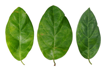 leaf isolate on white background.