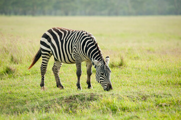 Fototapeta na wymiar Zebra in wild nature, Kenya, Africa
