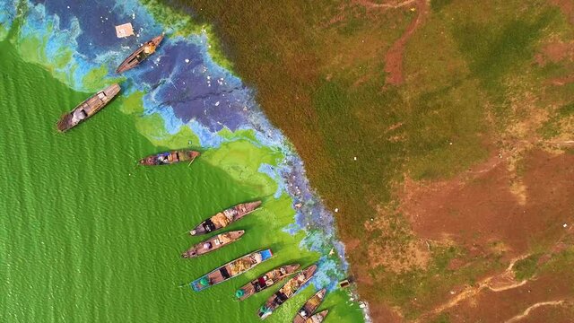 Aerial view of Ben Nom fishing village, a brilliant, fresh, green image of the green algae season on Tri An lake, with many traditional fishing boats anchored. Location in Dong Nai province, Vietnam