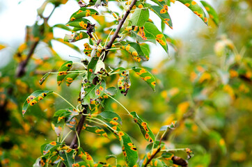 affected by the fungal disease Gymnosporangium sabinae pear, rust-infected pear leaves