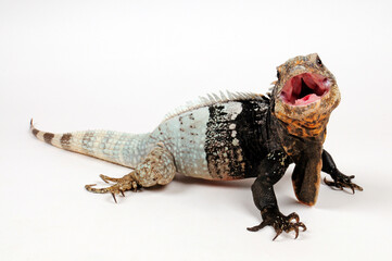 black-chested spiny-tailed iguana - Schwarzbrust-Schwarzleguan (Ctenosaura melanosterna)