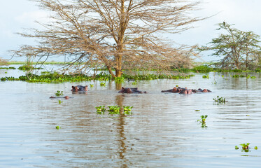 Hippos are swimming in water. Lake Naivasha. Wild Nature. Kenya. Africa