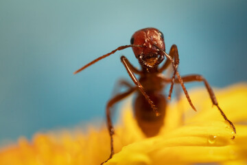 Macro shot of ant on a yellow wildflower