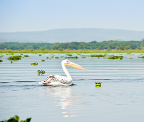 Great White Pelican in wild nature. Kenya. Africa
