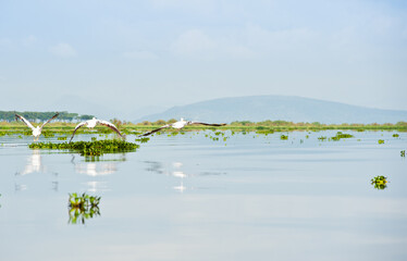 Three Great White Pelicans are flying above water. Wild nature. Kenya. Africa