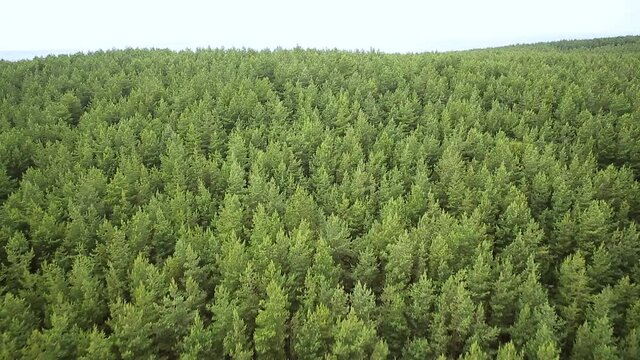 Green forest on coasline