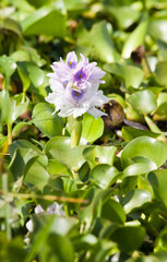 Eichhornia crassipes (common water hyacinth). Kenya. Africa