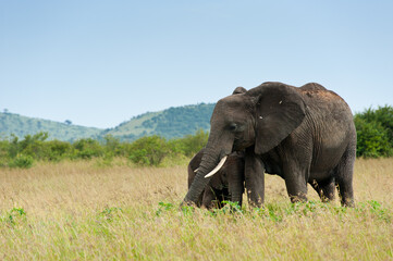 Naklejka na ściany i meble Elephant and its calf, Kenya, Africa