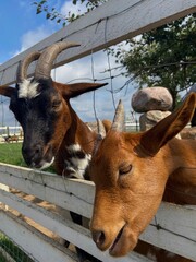 two goats in the zoo with their heads through the fence