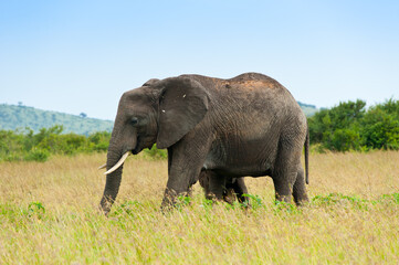 Obraz na płótnie Canvas Elephant, Kenya, Africa