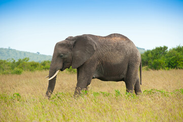 Naklejka na ściany i meble Elephant in savanna, Kenya, Africa