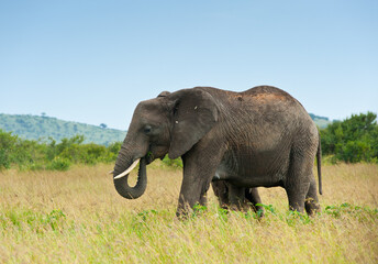 Fototapeta na wymiar elephant, Kenya