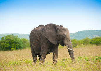 Fototapeta na wymiar Elephant in savanna, Kenya, Africa