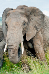 Fototapeta na wymiar elephant, Kenya, Africa