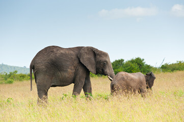 Naklejka na ściany i meble Elephant and its baby, Kenya, Africa