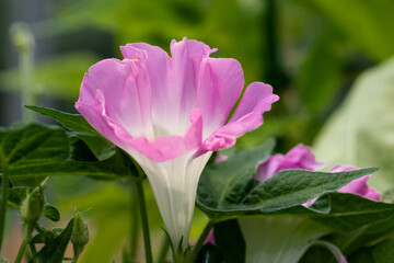変化朝顔　千葉県佐倉市　日本