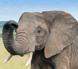 Fototapeta na wymiar Elephant in wild nature, close-up. Kenya, Africa