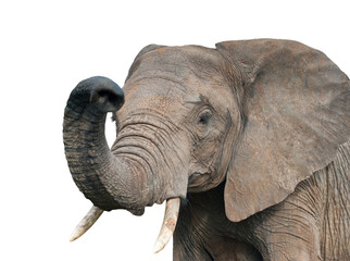 Fototapeta na wymiar elephant, isolated on white background