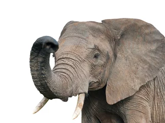 Zelfklevend Fotobehang olifant, geïsoleerd op witte achtergrond © E.O.