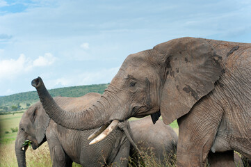 elephants in wild nature, Kenya, Africa