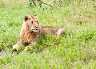 Lion in wild nature. Kenya. Africa