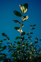 green leaves against blue sky