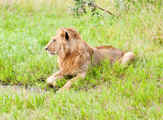 Fototapeta na wymiar Lion in wild nature. Kenya. Africa