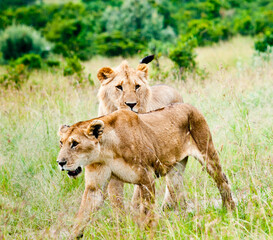 Two lions, Kenya