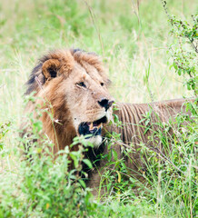Old lion in savannah. Wild nature. Kenya. Africa