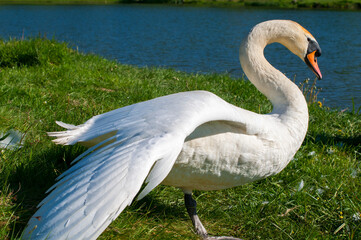 White swan onlake shore. Swan on beach. Swan on shore
