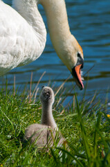 pair of swans with little swans