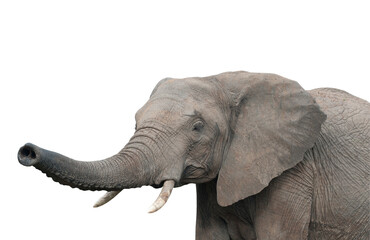 elephant, isolated on white background
