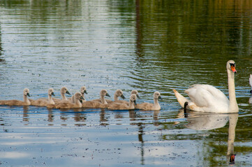 pair of swans with little swans