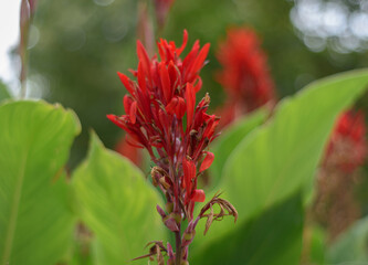 Flor roja rodeada de hojas verdes