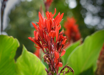 Flor roja con hojas verdes en la naturaleza