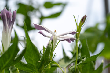 変化朝顔　千葉県佐倉市　日本