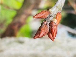 Buds on the branch