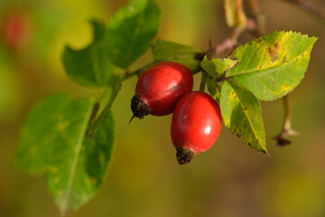 Früchte der Hunds-Rose	