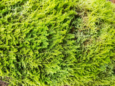 Flat neckera moss
