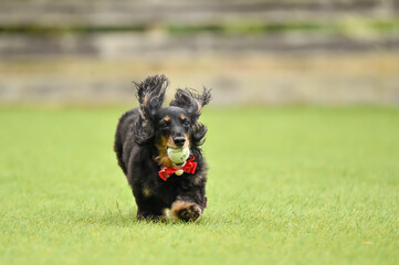 ドッグランで遊ぶミニチュアダックスフンド