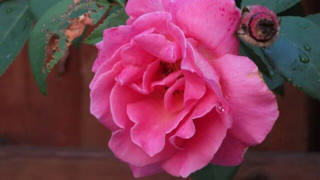 Close-up of wet pink flower after rain