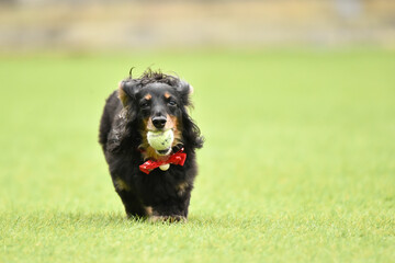 Fototapeta premium ドッグランで遊ぶミニチュアダックスフンド