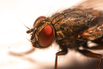 Macro shot fly with big red eyes - Powered by Adobe