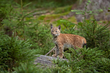 Naklejka na ściany i meble Eurasian lynx, hiding in the forest. Cute lynx living in the wood. Small lynx check surroundings. Rare predator in European nature 